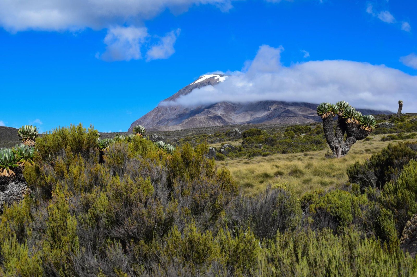 5 days Marangu Route Kilimanjaro climbing/trekking