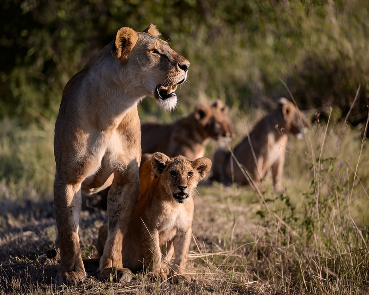 The Greatest 5 days Tarangire