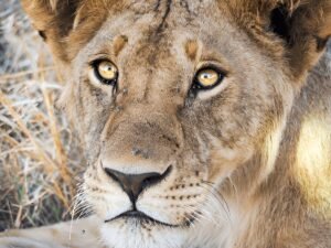 The Greatest 6-days Tanzania