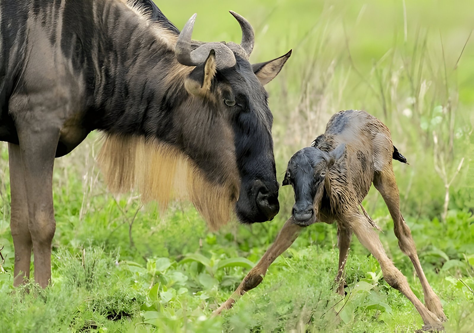 The best 7-day Tanzania Northern