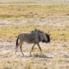 The best 8-day Tanzania Northern