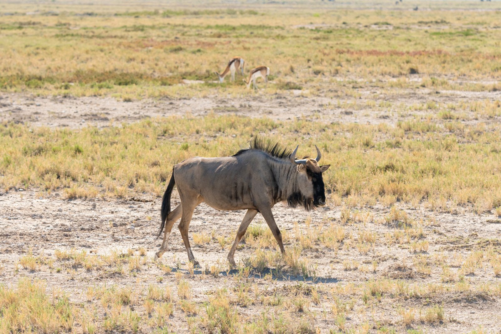 The best 8-day Tanzania Northern
