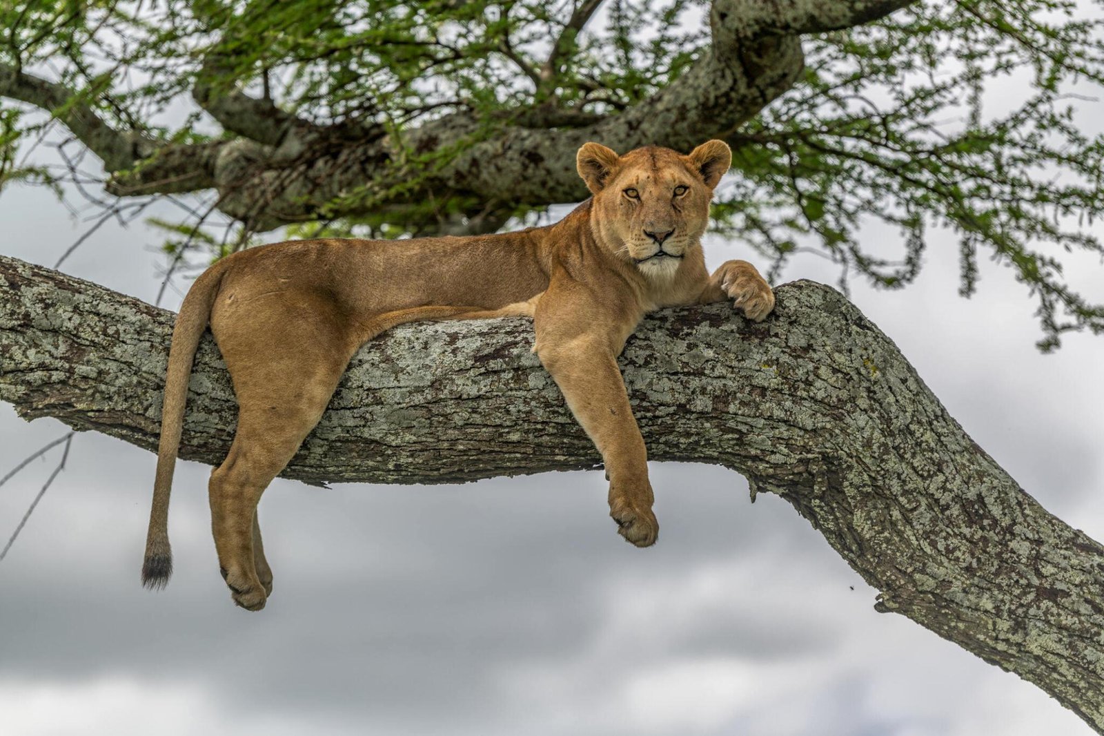 1 day Lake Manyara safari