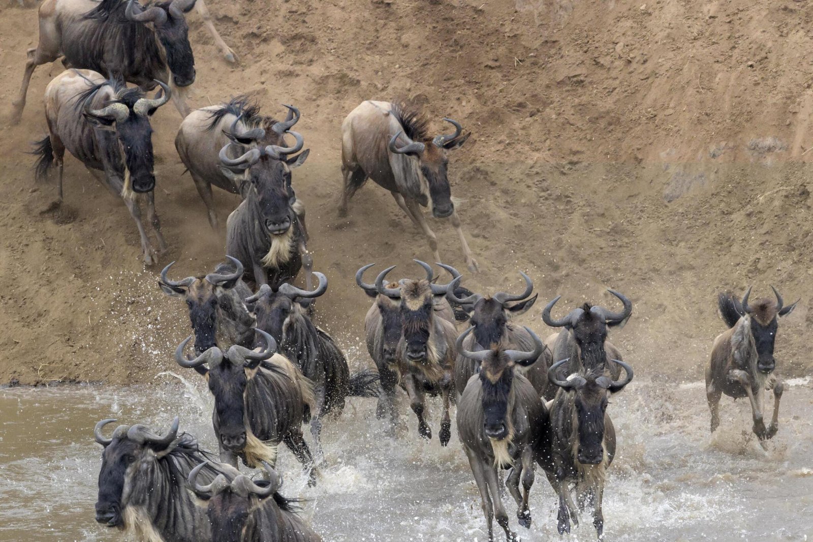 6 days greatest Serengeti wildbeest safari