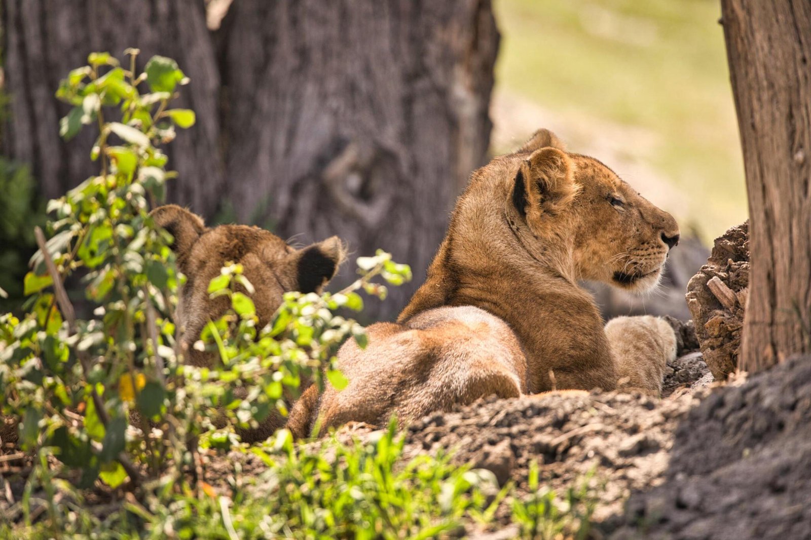 6 days Tanzania safari to Arusha, Tarangire, Serengeti, Ngorongoro crater, and Lake Manyara