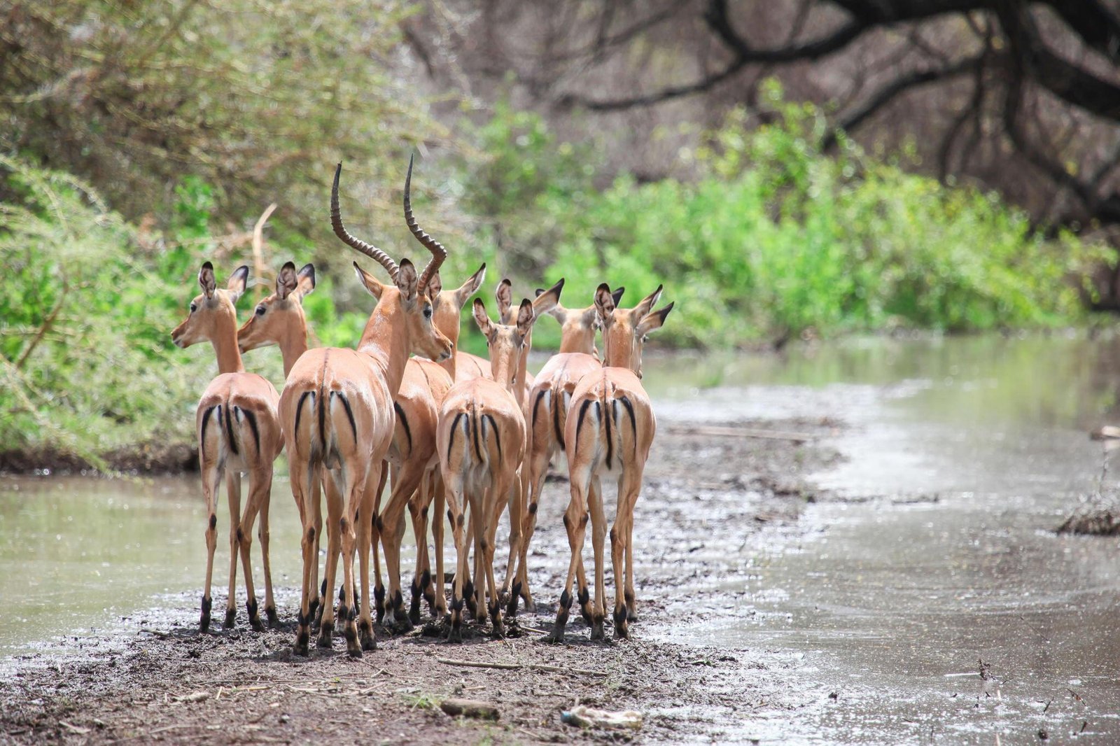 2 days Tanzania safari to Lake Manyara and Ngorongoro crater