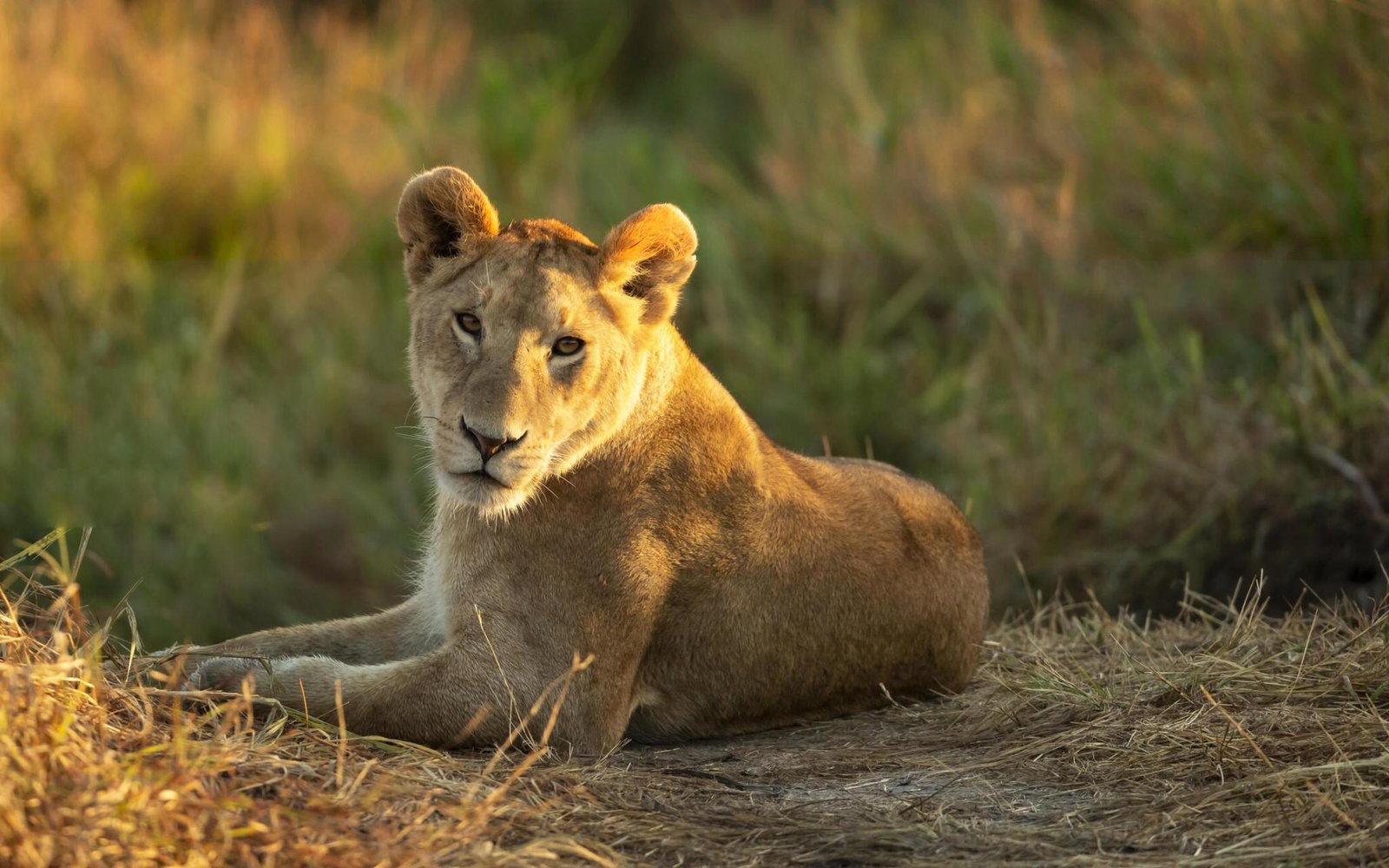 The best 6-day Tanzania Northern Circuit Safari