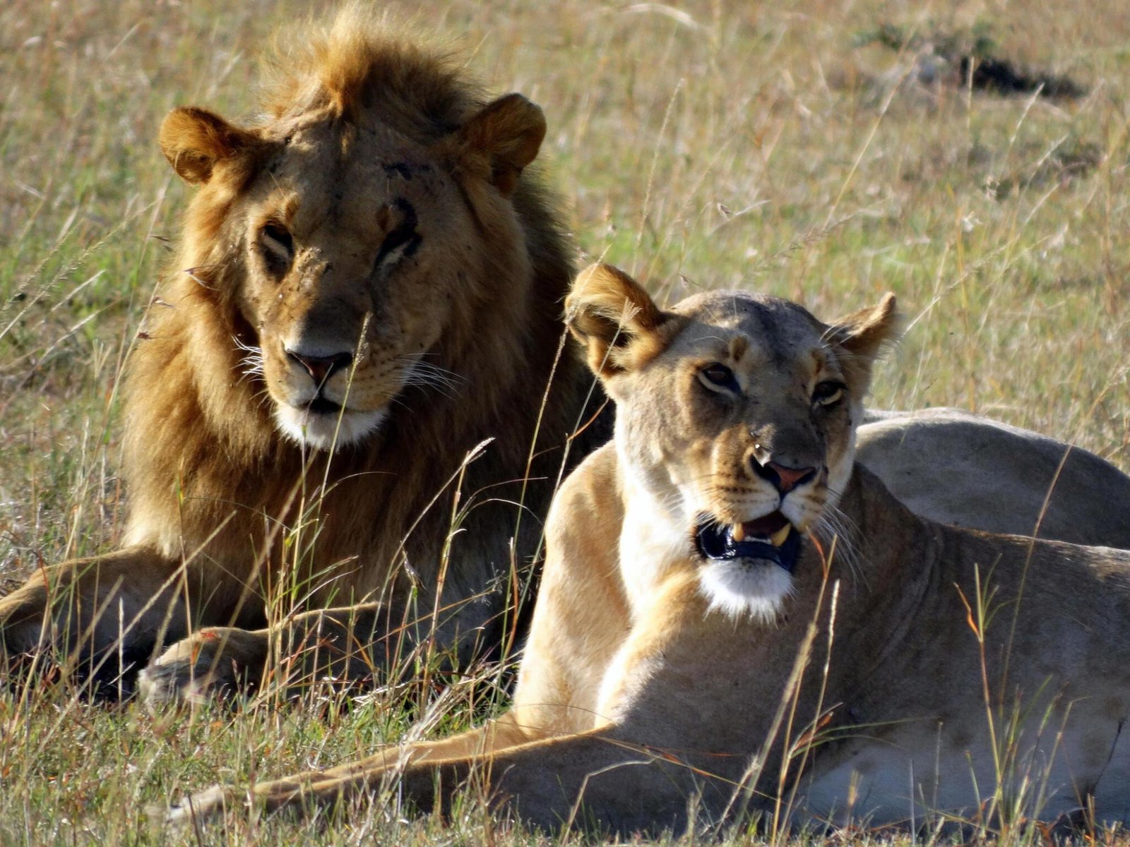 6 days Serengeti and Ngorongoro crater Tanzania safari