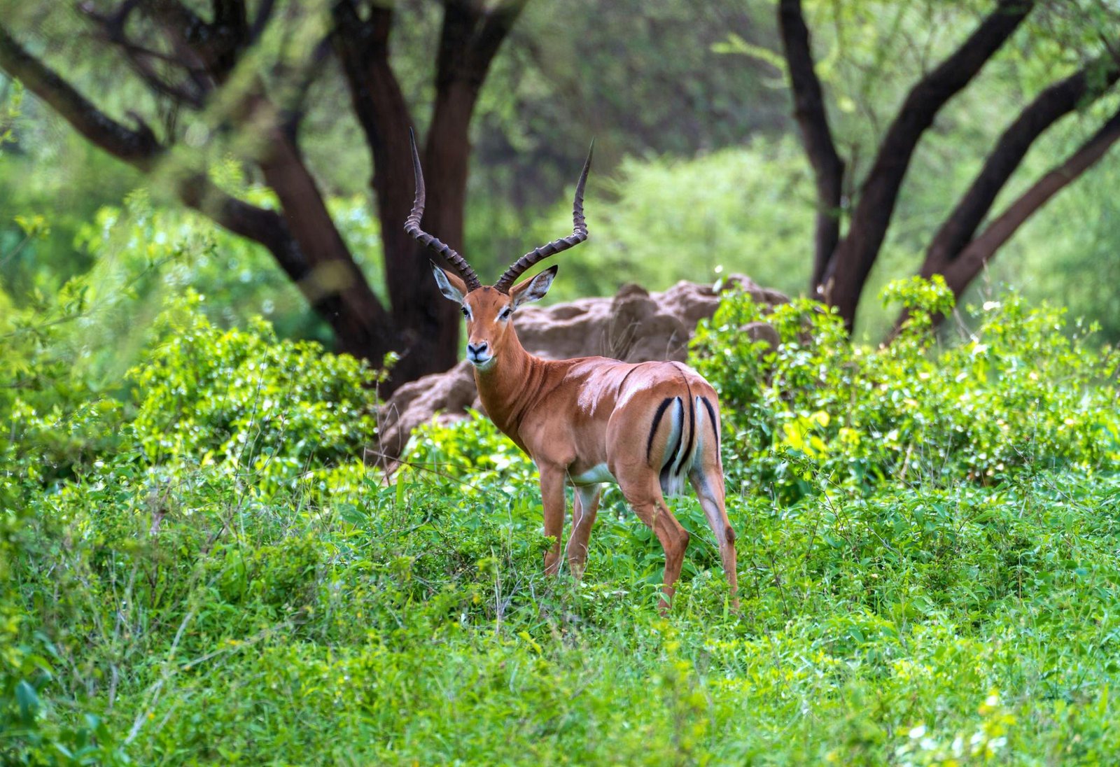 2 days Tanzania safari to Lake Manyara and Ngorongoro crater