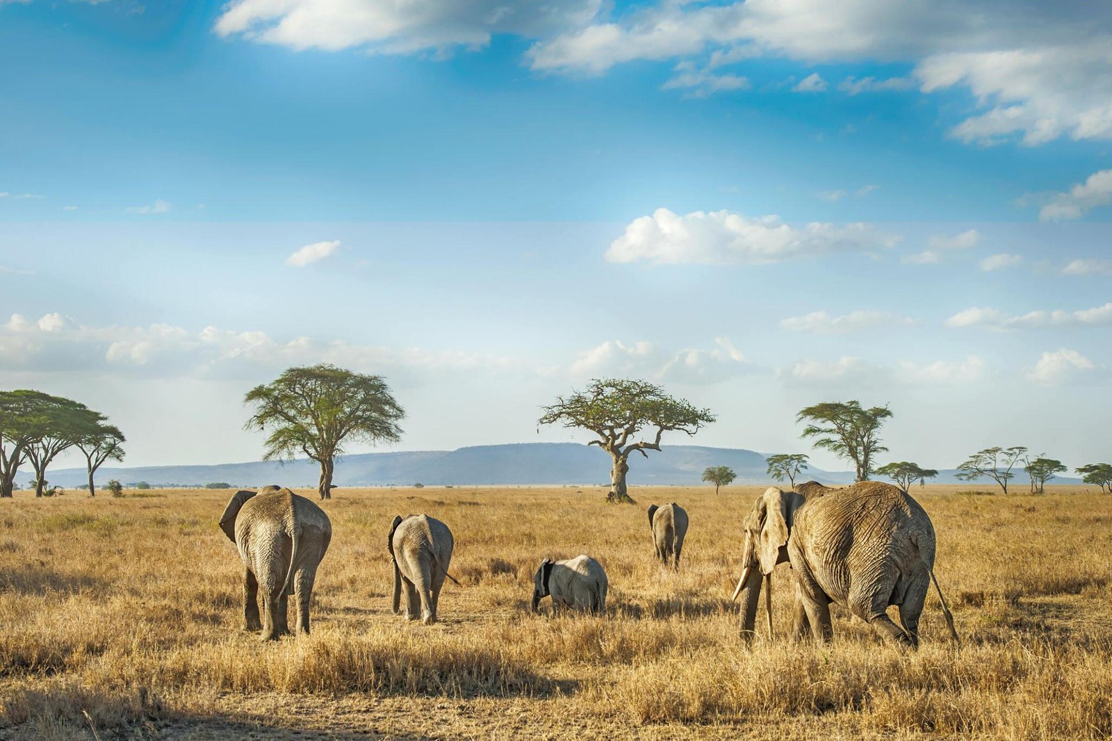 2 days Tanzania safari to Arusha and Tarangire National Parks