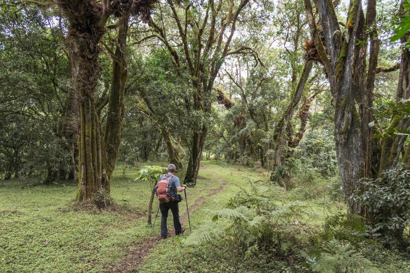 1-day Arusha National Park safari