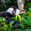 The best 5 Day Budget Friendly Tour – Safari and Gorilla Trekking