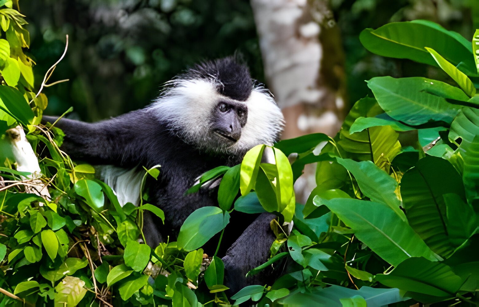 The best 5 Day Budget Friendly Tour – Safari and Gorilla Trekking