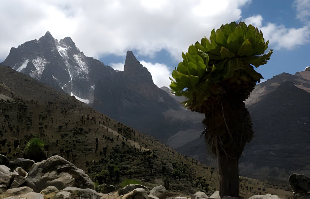 The best 5 Day Mid-Range Wildlife/Gorilla Trekking in 2025