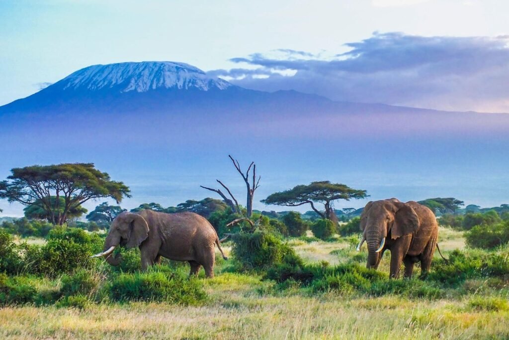 4 days safari to Amboseli national park