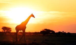 Best Luxury Safari Lodges in Serengeti 2025 – Comfort in the Wild