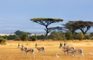 6 Best Tanzania Safari Parks for First-Time Visitors in 2025