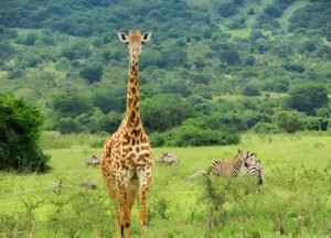 Best 7-Day Tanzania Safari Itinerary for 2025 – See It All in One Week