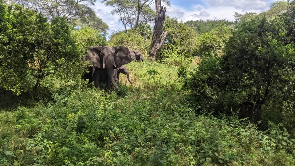 A classic 4 day Tanzania safari