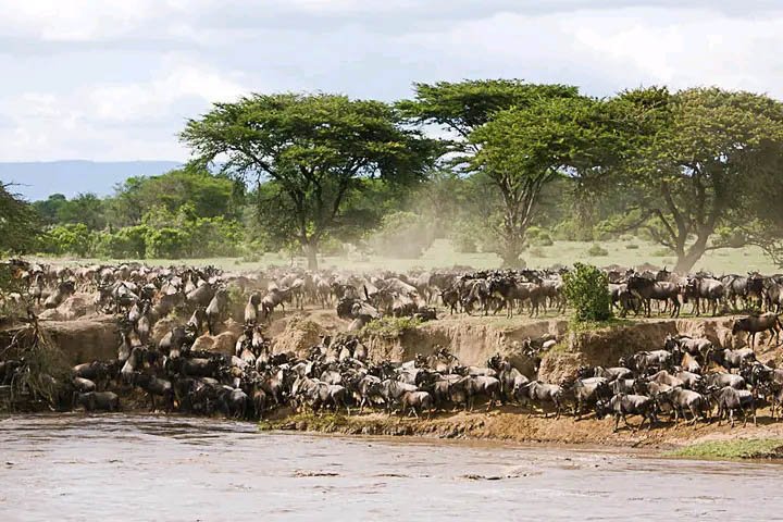 6 Best Tanzania Safari Lodges for 2025 – Where Luxury Meets Wildlife