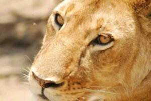 ultimate 8 Best Things to Do in Serengeti National Park in 2025