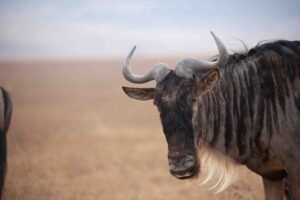 Ultimate 8 Best Things to Do in Serengeti National Park in 2025