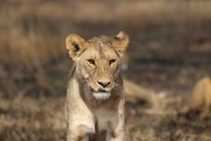 Tanzania Big Five Safari Packages for 2025 – See Lions, Rhinos & More