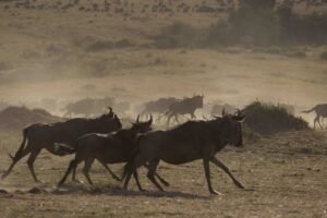 Experience the Great Migration Tanzania Safari 2025