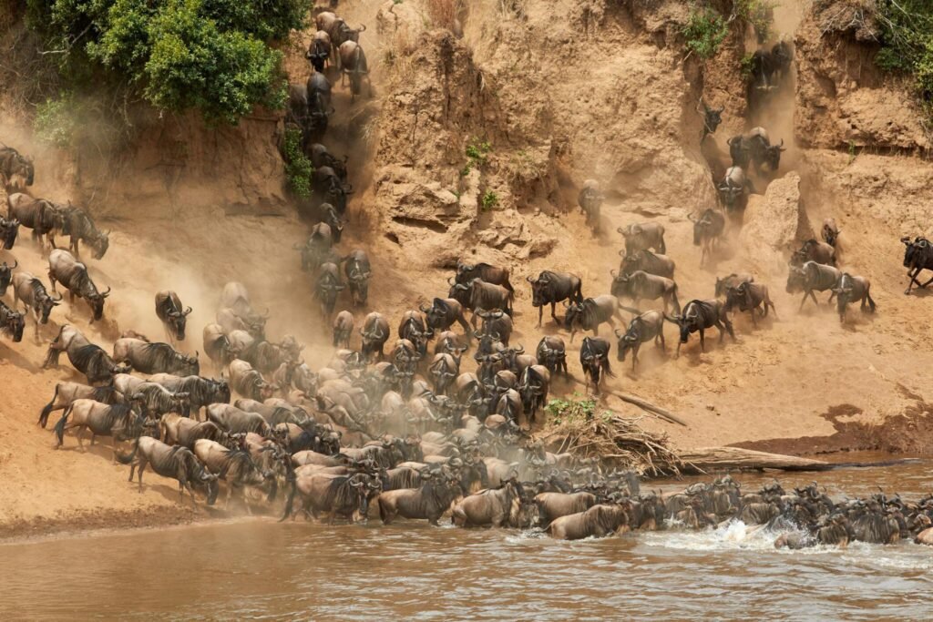 How to Experience the Great Migration in Tanzania 2025