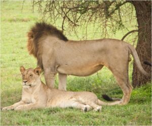 A Classic 4 day Tanzania Safari