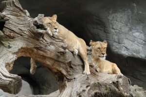 3 Days Selous Safari from Zanzibar with Flight