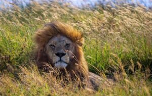 A Classic 4 day Tanzania Safari